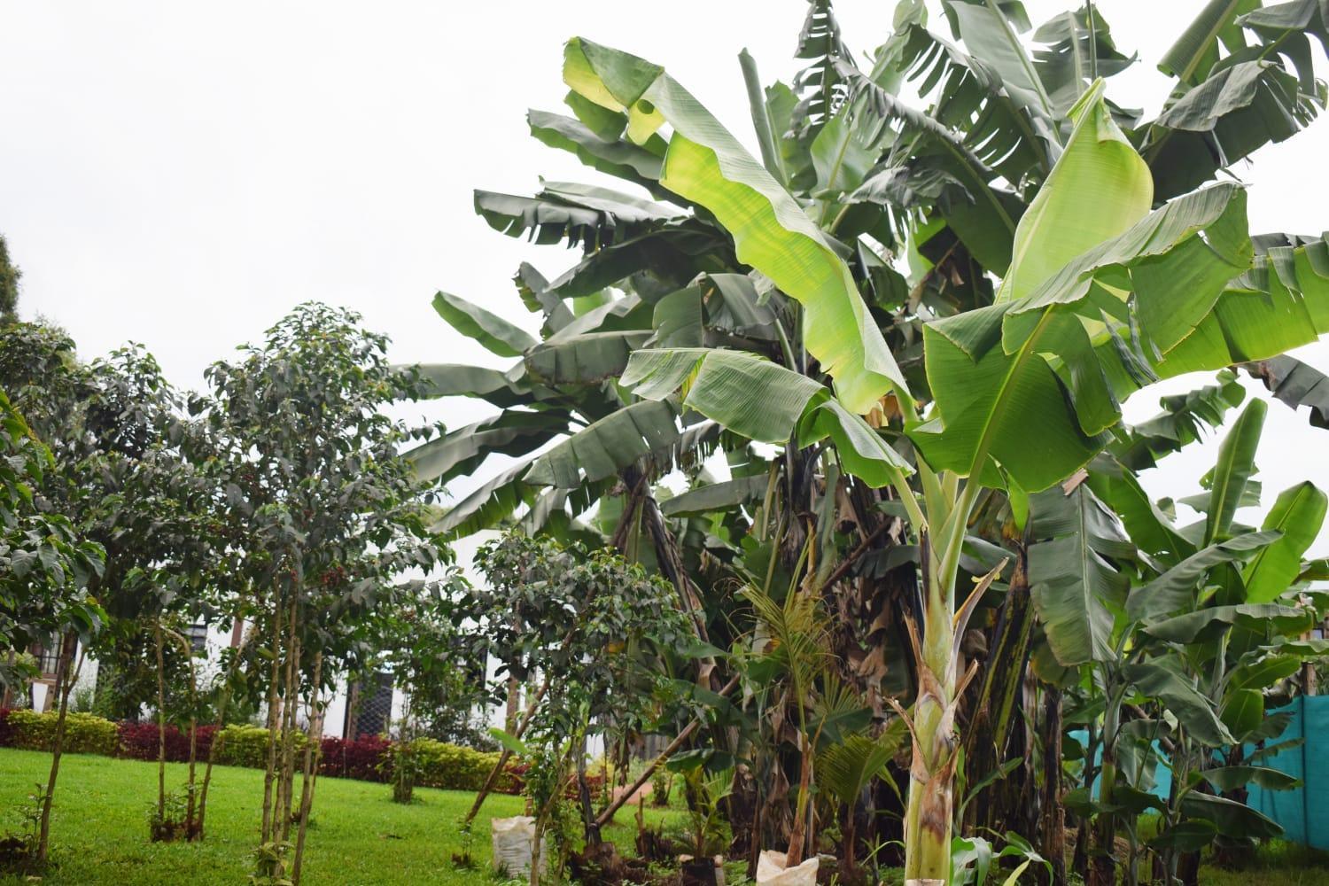 The Plantains Place Karatina Buitenkant foto